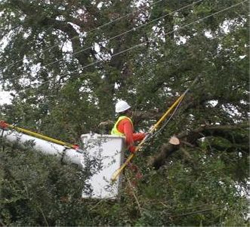 We Provide full tree services in queens New York 24/7 emergency tree services 